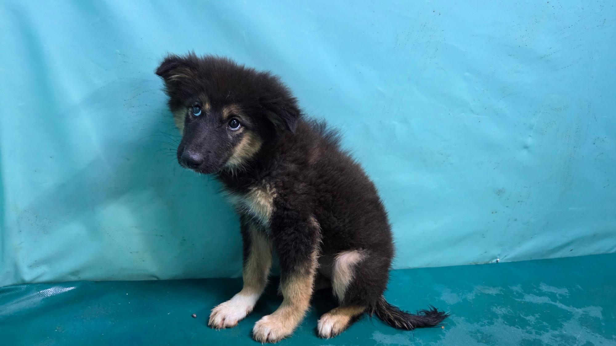 경산시유기동물보호소_447513202501275